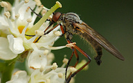 Dance Fly (Empis opaca)